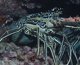 Keeper Reef Dive Site - Accommodation Mermaid Beach 2