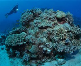 Keeper Reef Dive Site - Accommodation Mermaid Beach 1