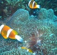 Davies Reef Dive Site - Accommodation Mermaid Beach