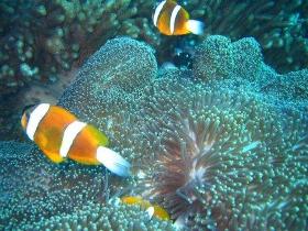 Davies Reef Dive Site - Accommodation Mermaid Beach 0