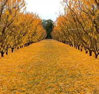 Sun Country on the Murray Farm Gate Trail - Accommodation Mermaid Beach