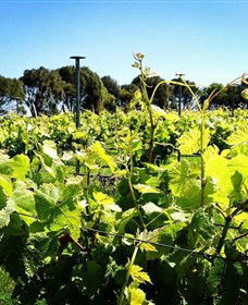 Basalt Wines - Accommodation Mermaid Beach 0