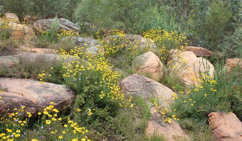Ben Hall's Cave Walking Track - Accommodation Mermaid Beach 2
