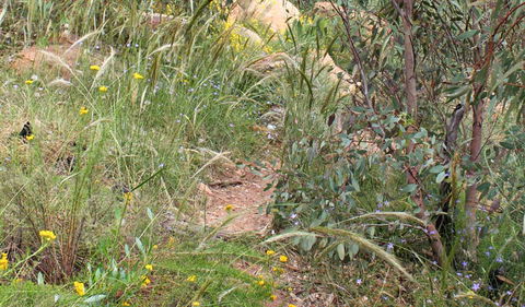 Ben Hall's Cave Walking Track - Accommodation Mermaid Beach 1
