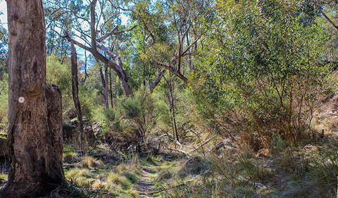 Eualdrie Walking Track - Accommodation Mermaid Beach 1