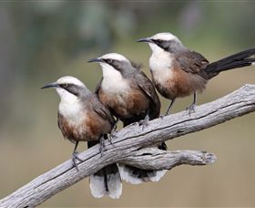 Winton Wetlands Reserve - Accommodation Mermaid Beach 1