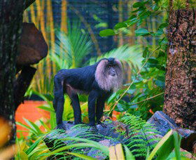 The Rockhampton Zoo - Accommodation Mermaid Beach 3