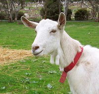 Dunkell Goats - Accommodation Mermaid Beach