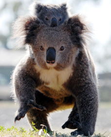Koalas In Gunnedah - Accommodation Mermaid Beach 0