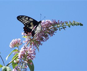 Albury Botanic Gardens - Accommodation Mermaid Beach 5