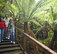 Otway Fly Treetop Adventures - Accommodation Mermaid Beach
