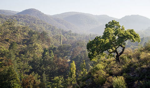 Mares Forest Creek Walking Track - Accommodation Mermaid Beach 3
