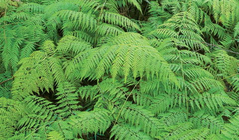 Boonoo Boonoo National Park - Accommodation Mermaid Beach 1