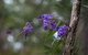 Mann River Nature Reserve - thumb 0