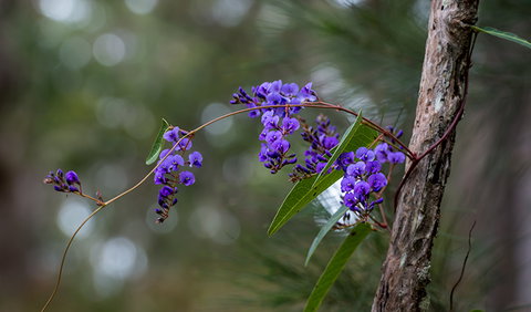 Mann River Nature Reserve - Accommodation Mermaid Beach 0