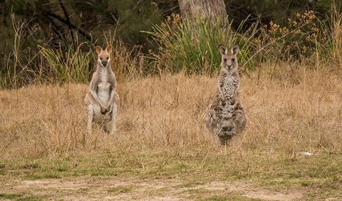 Mann River Nature Reserve - Accommodation Mermaid Beach 1