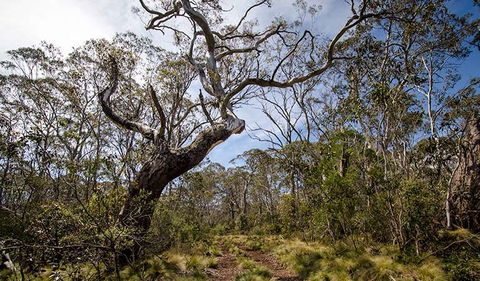 Barrington Trail - Accommodation Mermaid Beach 1