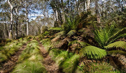 Barrington Trail - Accommodation Mermaid Beach 2