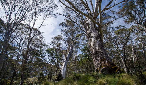 Barrington Trail - Accommodation Mermaid Beach 3