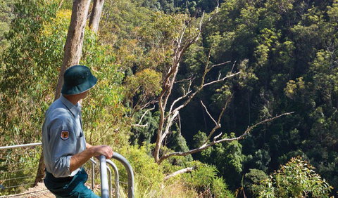 Lyrebird Falls Walking Track - Accommodation Mermaid Beach 1