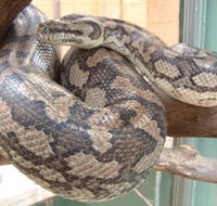Armadale Reptile Centre - Accommodation Mermaid Beach