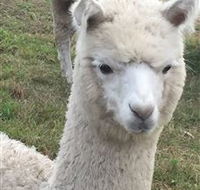 Storybook Alpacas - Accommodation Mermaid Beach