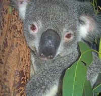 Hunter Valley Zoo - Accommodation Mermaid Beach