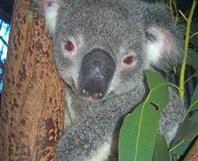 Hunter Valley Zoo - Accommodation Mermaid Beach 0