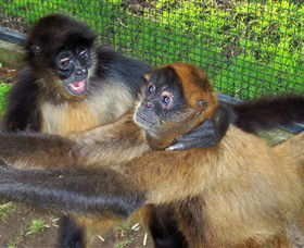 Hunter Valley Zoo - Accommodation Mermaid Beach 5