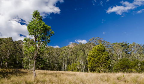 Brush Turkey Track - Accommodation Mermaid Beach 0