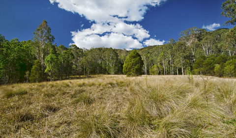 Brush Turkey Track - Accommodation Mermaid Beach 1