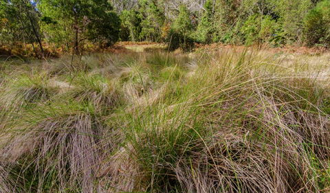 Brush Turkey Track - Accommodation Mermaid Beach 2