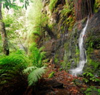 Fairy Bower Falls - Accommodation Mermaid Beach