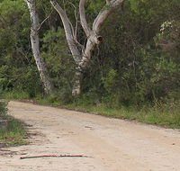 Riverview walking track - Accommodation Mermaid Beach