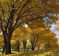 Centennial Park at Cooma - Accommodation Mermaid Beach