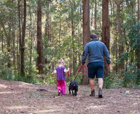 Olney State Forest - Watagan Mountains - Accommodation Mermaid Beach 0
