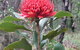 Olney State Forest - Watagan Mountains - thumb 1