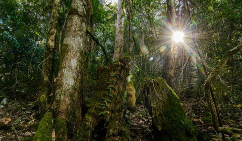 Basin Loop Track - Accommodation Mermaid Beach 1