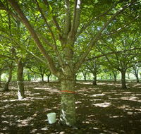 Sassafras Nuts - Accommodation Mermaid Beach