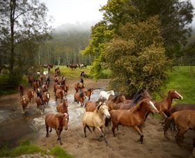 Glenworth Valley Horse Riding - Accommodation Mermaid Beach 0