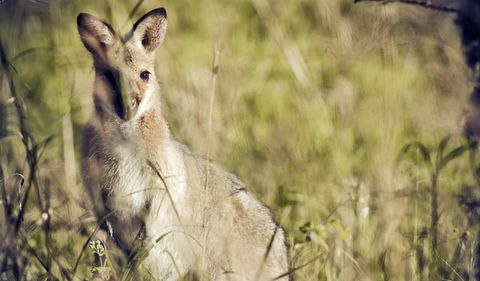Richmond Range National Park - Accommodation Mermaid Beach 1