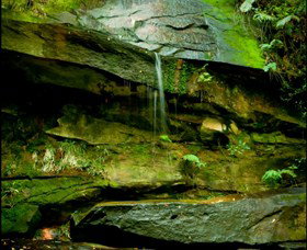 Strickland State Forest - Accommodation Mermaid Beach 0