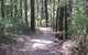 Strickland State Forest - thumb 2