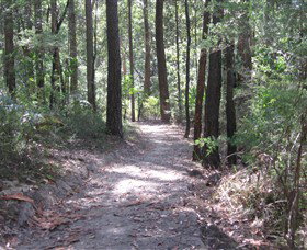Strickland State Forest - Accommodation Mermaid Beach 2