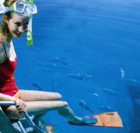 Roy Rufus Artificial Reef Dive Site - Accommodation Mermaid Beach