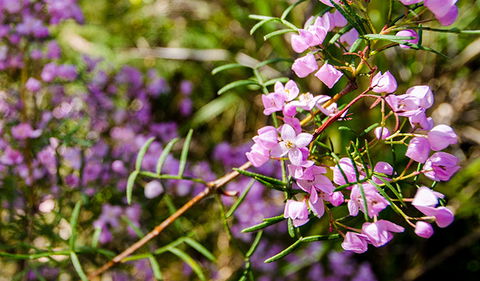 Barren Grounds Nature Reserve - Accommodation Mermaid Beach 2