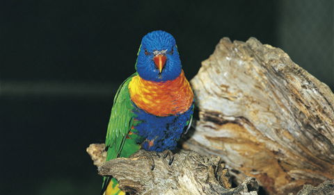 Wyrrabalong National Park - Accommodation Mermaid Beach 1