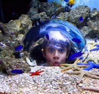 Sea Life Sunshine Coast - Accommodation Mermaid Beach