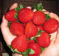 The Strawberry Farm - Accommodation Mermaid Beach