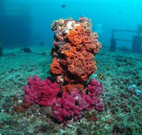HMAS Brisbane Dive Site - Accommodation Mermaid Beach